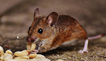 24 Hour & Emergency Exterminators in Fed Labor Relations Auth, DC